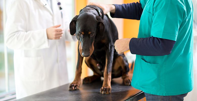 can cancer patients have dogs