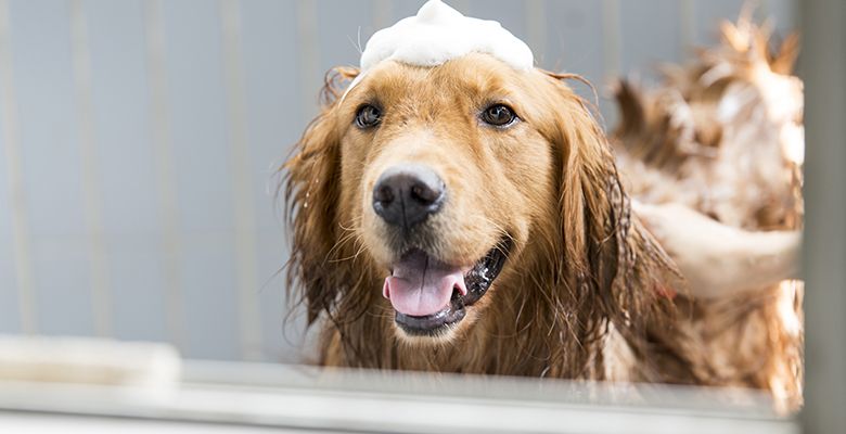 Grooming / Bathing