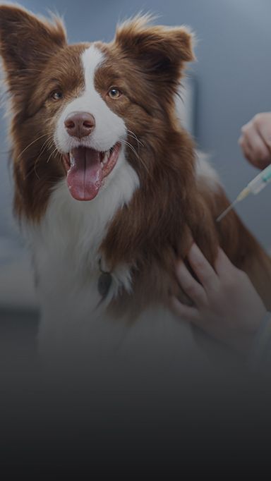 Vaccine Clinic