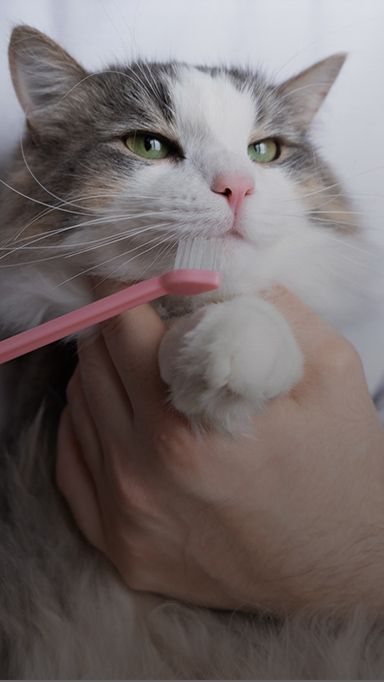 Dental Treatment