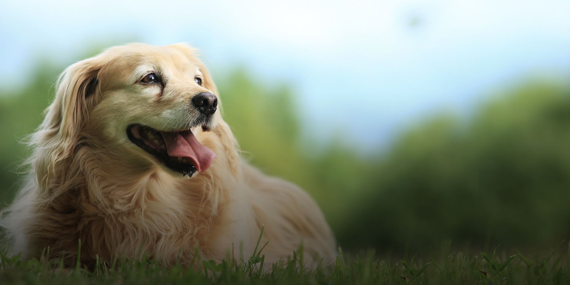 Vets in Clearwater, FL | Veterinary Medical Hospital of Clearwater Vets in Clearwater, FL | Veterinary Medical Hospital of Clearwater