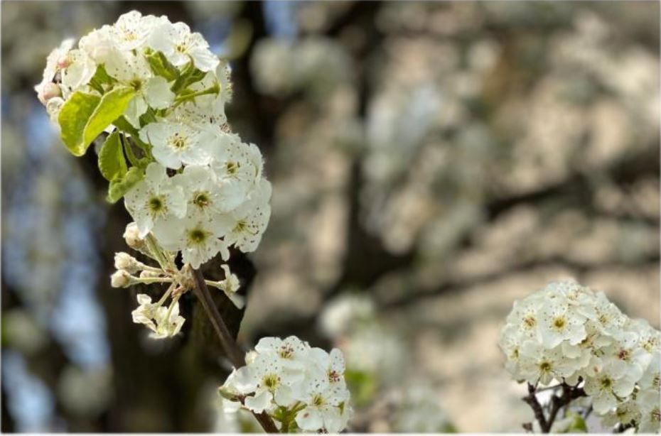 Spring is in the Air