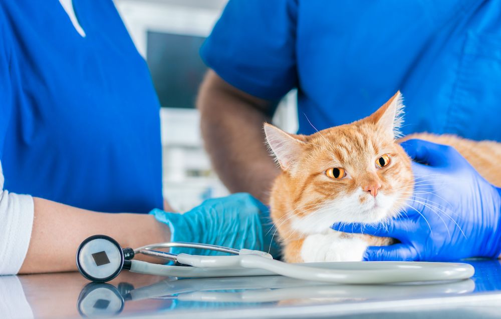A Guide to Pet Cryosurgery