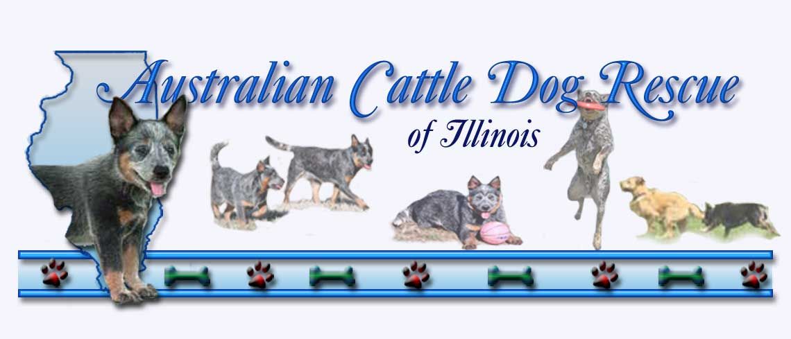 Australian Cattle Dog Rescue of Illinoi