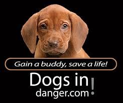 Dogsindanger