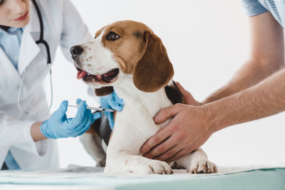 What do You Need to Know About Pet Vaccinations?