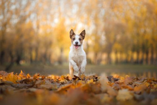The Importance of Regular Flea Checks and Treatments for Your Pet