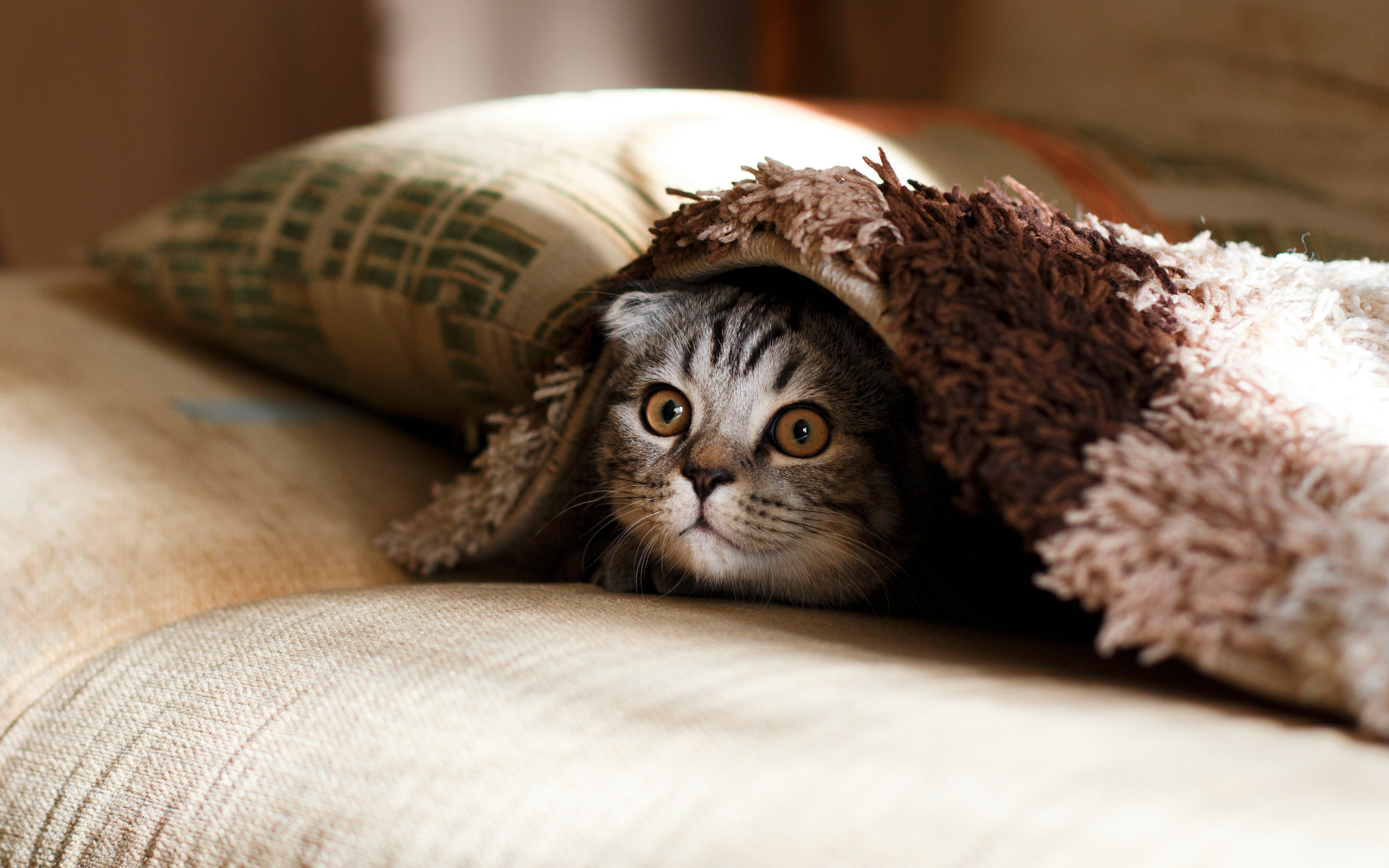 Grey cat lying underneath a blanket.