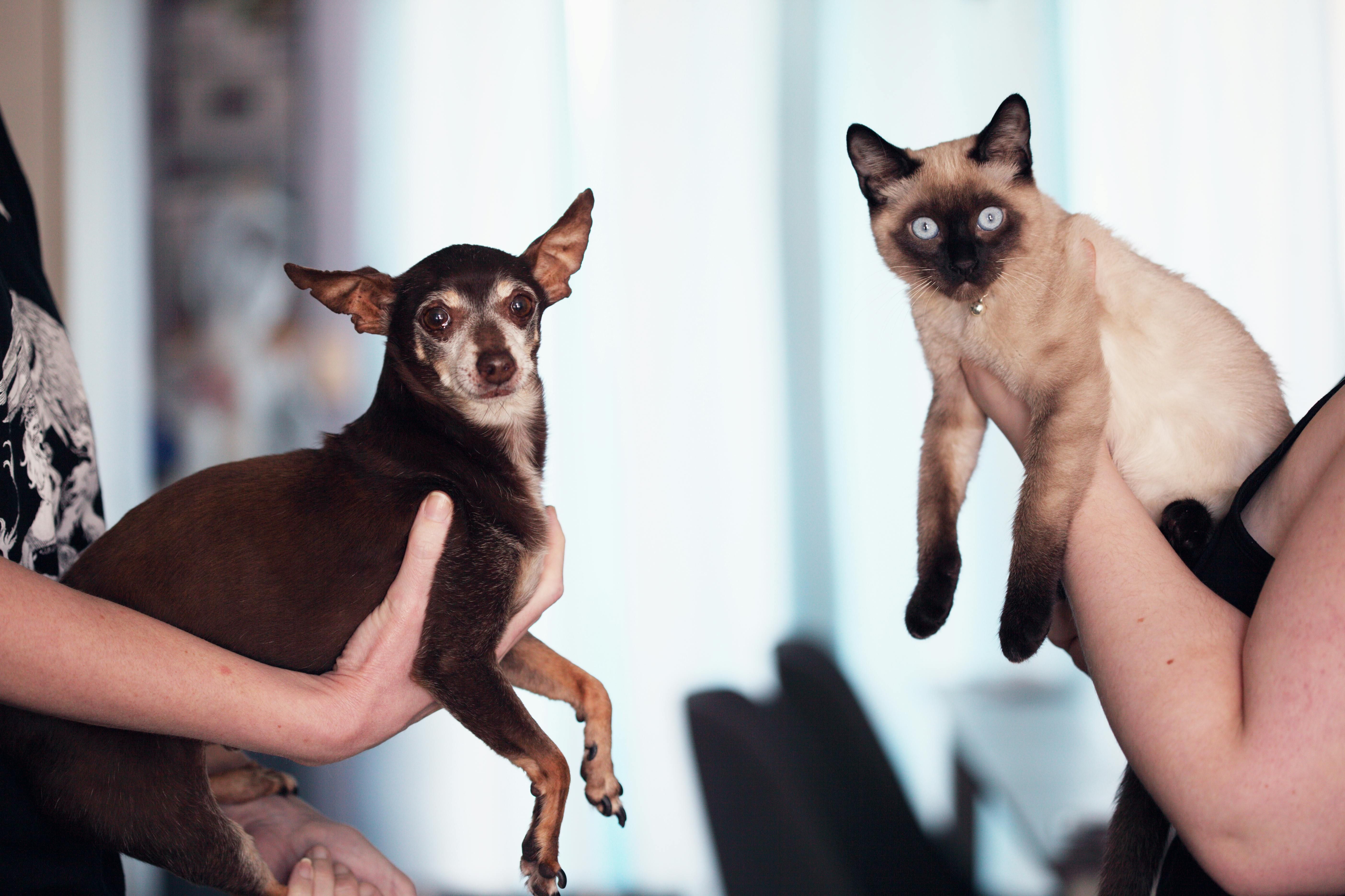 Two persons holding a Siamese cat and a Chihuahua