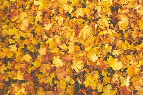 How To Prepare Your Rental Property For Fall