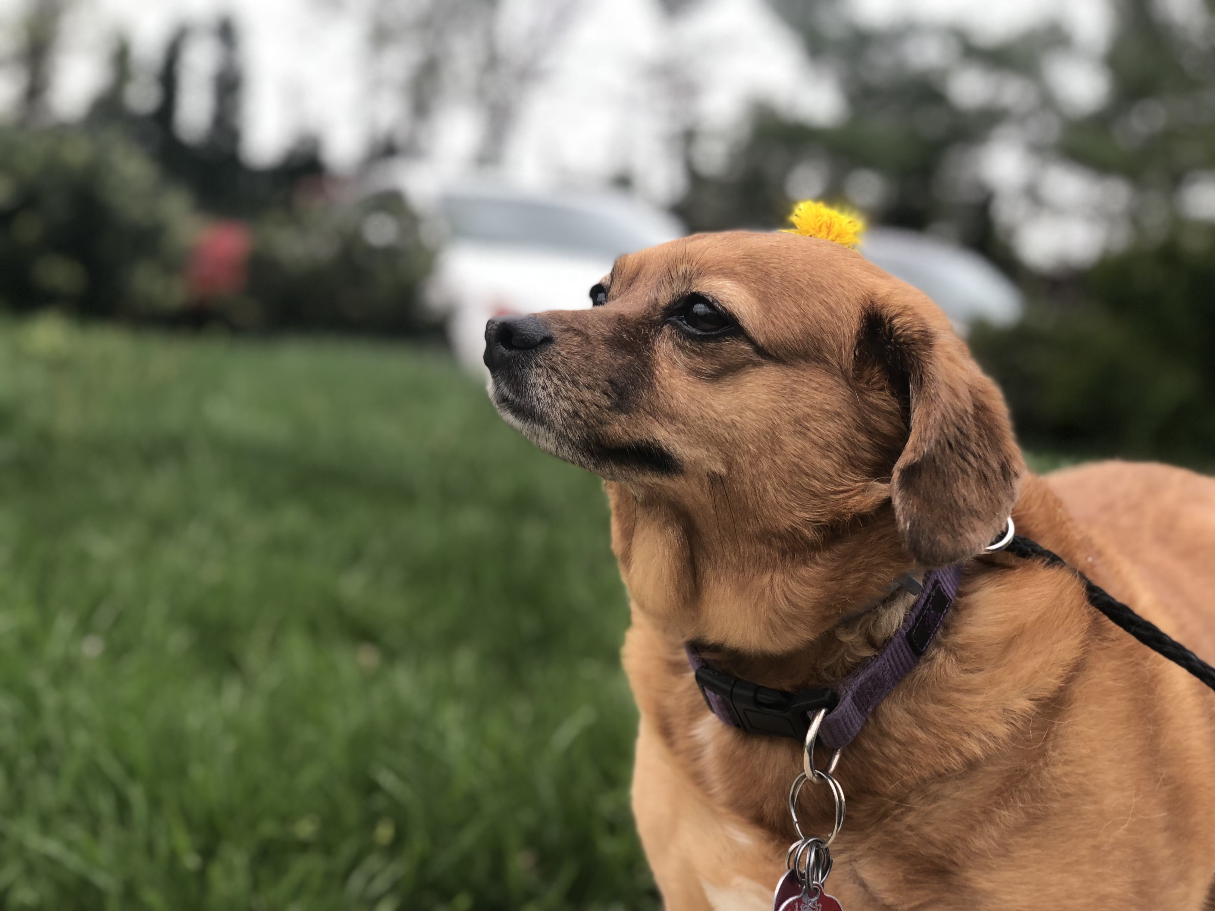 dog with a flower