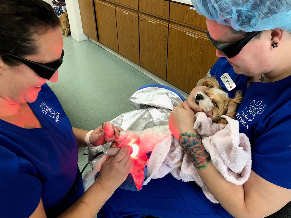 Veterinary Laser Therapy Rockville Vet Petvacx Animal Hospital