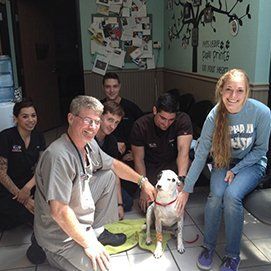 veterinarians petting a dog