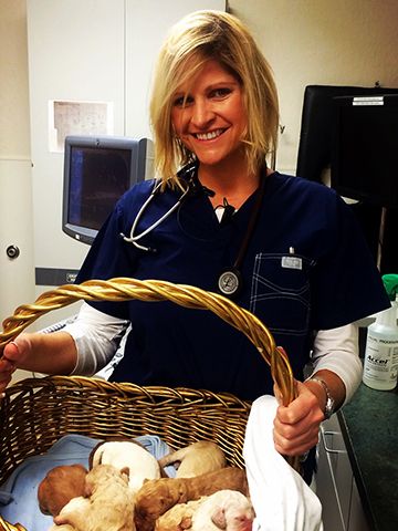 vet with a basket of puppies