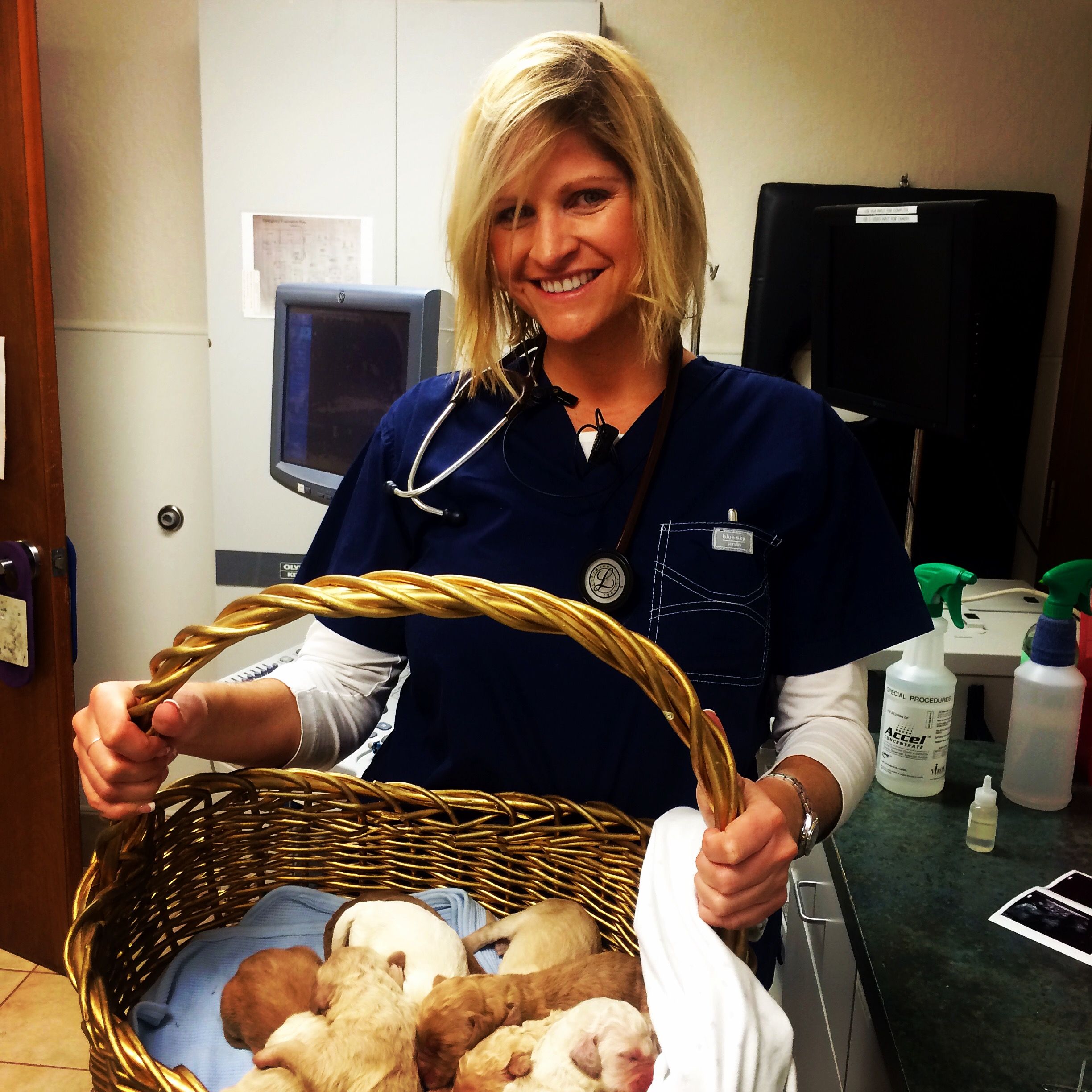vet with a basket of puppies