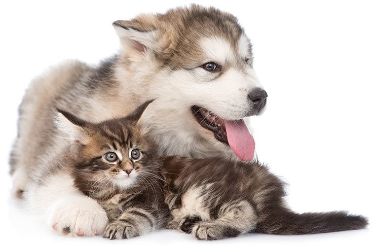 dog and cat