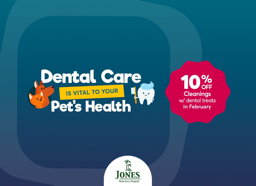 Jones Veterinary Hospital Veterinarian Pet Boarding & Grooming in