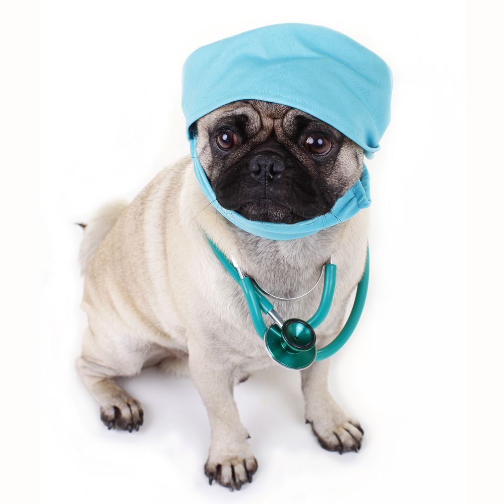 pug surgeon