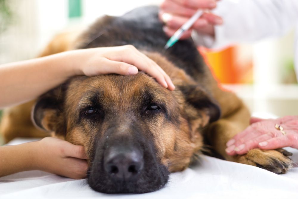 dog getting injection