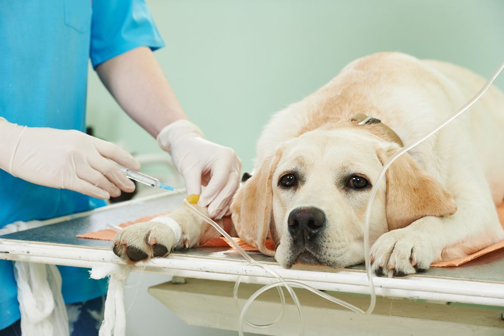 dog having transfusion