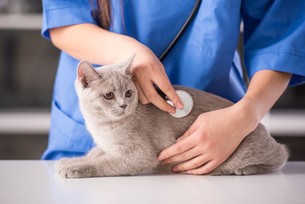 vet checking cat