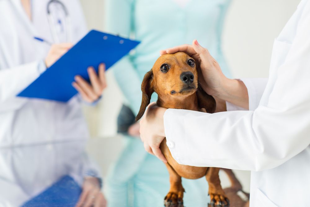 veterinarians and dog