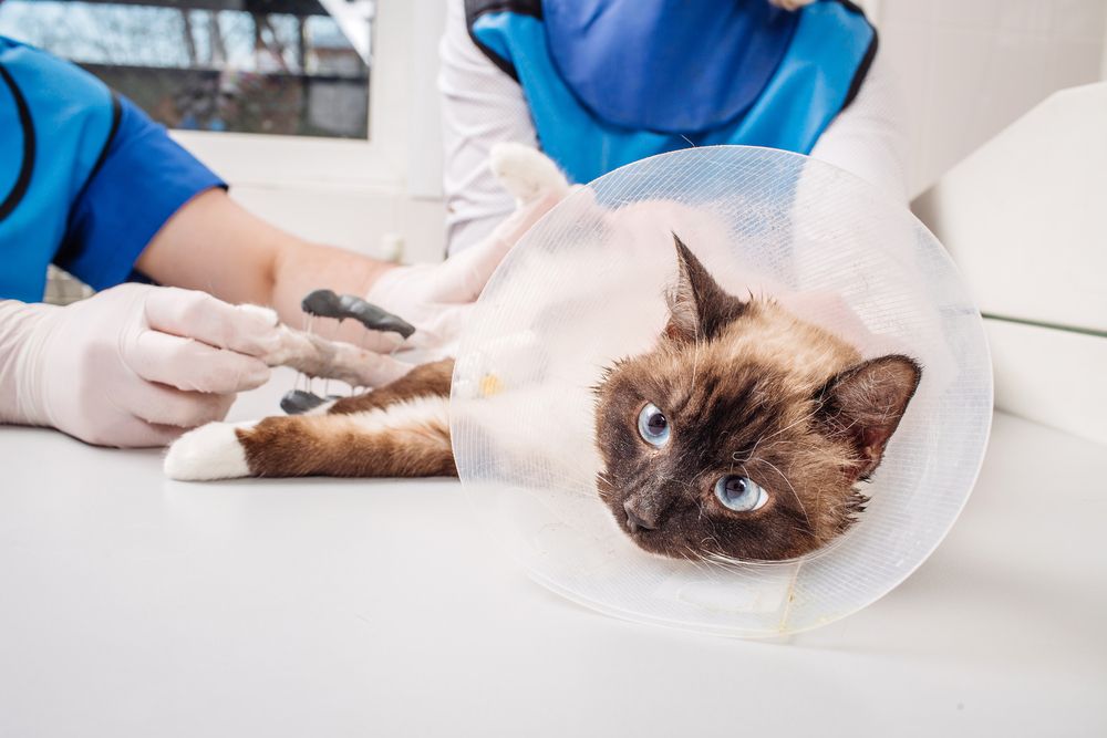 cat with elizabethan collar