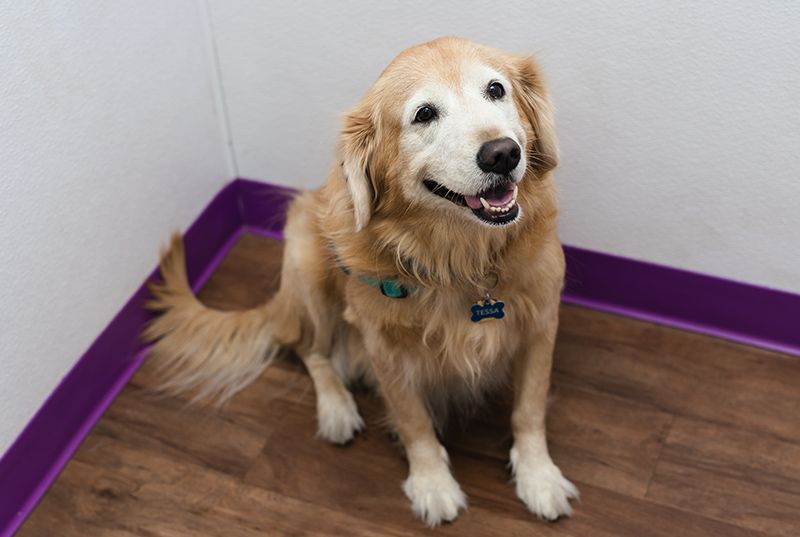 Animal House Veterinary Clinic patient