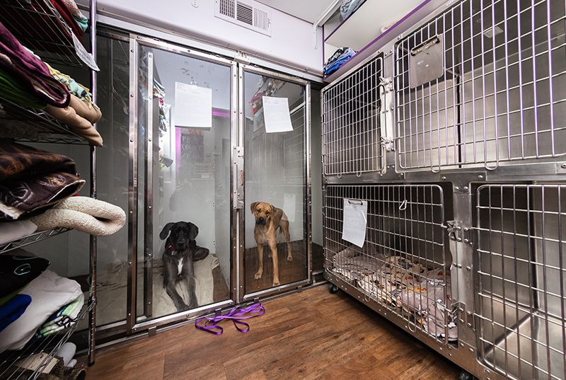 Animal House Veterinary Clinic dogs