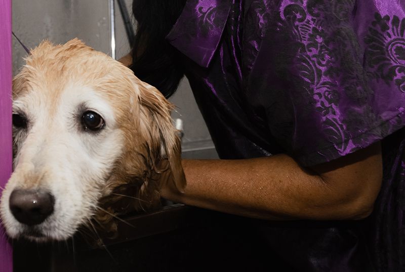 Animal House Veterinary Clinic pet patient