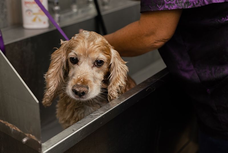  Animal House Veterinary Clinic pet patient