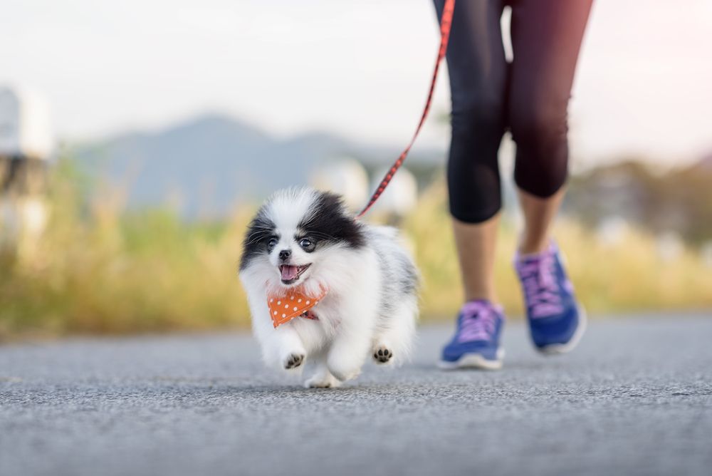 How to Exercise with Your Pet Safely in the Arizona Heat