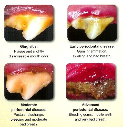 dog gingivitis