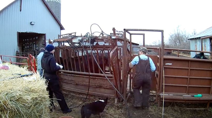 Pregnancy Checking Cows Time Lapse Video