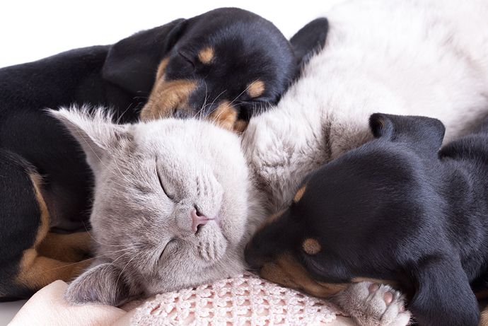 Puppy And Kitten Care
