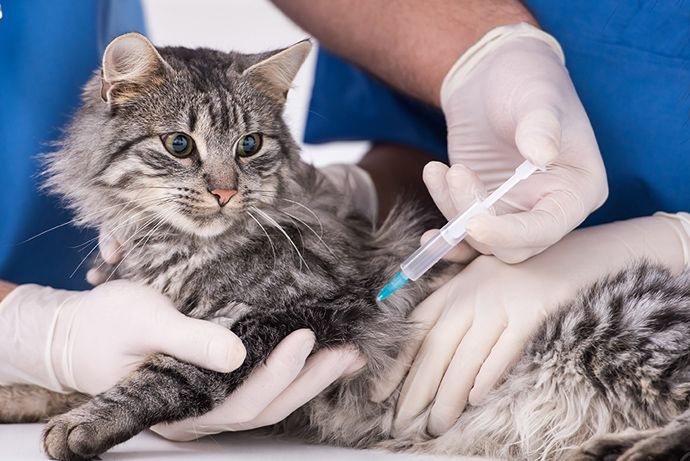cat vaccination