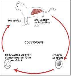 Image result for coccidia in cats