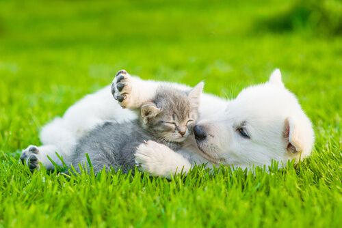 puppy and kitten advice
