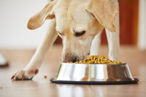 Nutritional Counselling