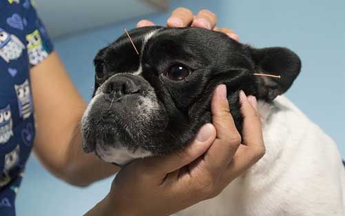 acupuncture