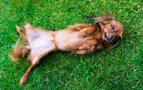 laying dog