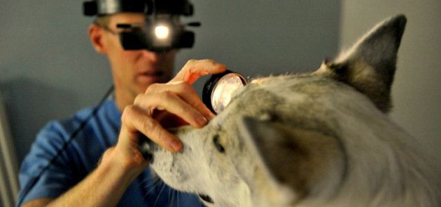 vet diagnosing dog's eye