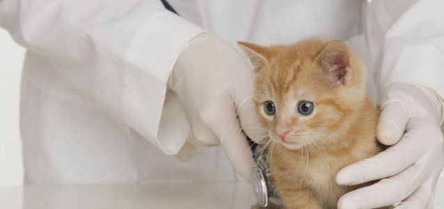 cat in a clinic