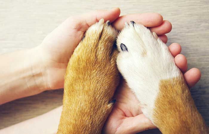 hand and paw