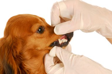 dog's teeth being checked by a vet