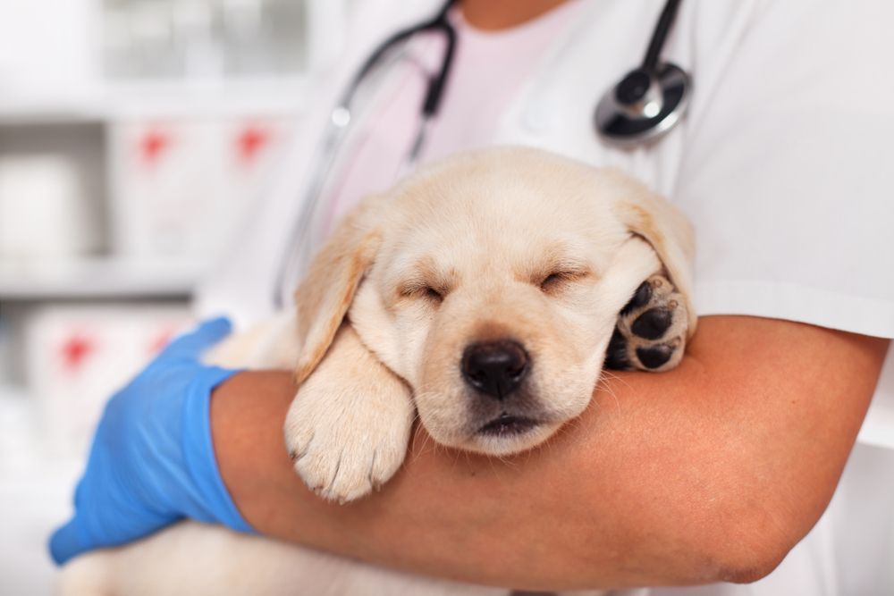 New Puppy? Don't Miss These Crucial Vaccinations!