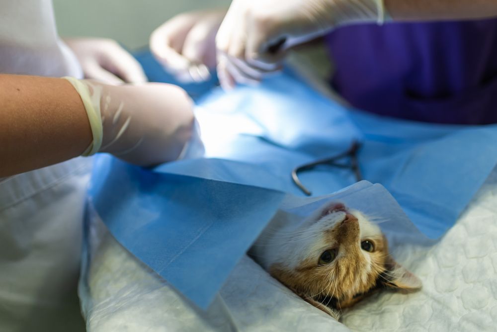 Understanding Feline Mass Removal Surgery: What Cat Owners Should Know