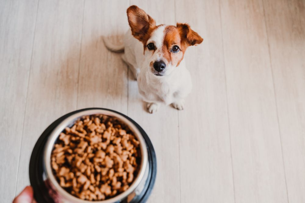 Navigating Portion Control and Feeding Habits for Pet Health