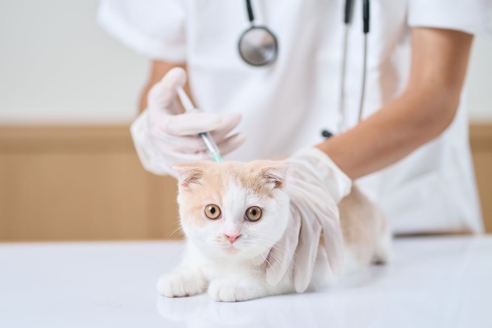 What Do Vaccines Protect My Pets From?