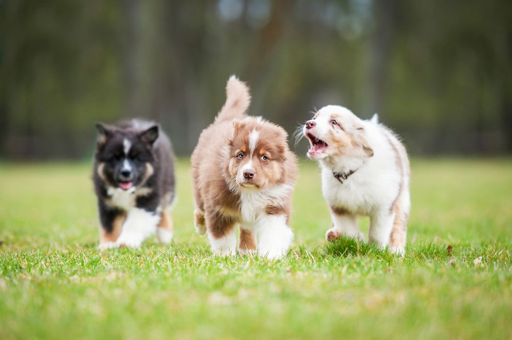 A Comprehensive Guide to Puppy Socialization Benefits